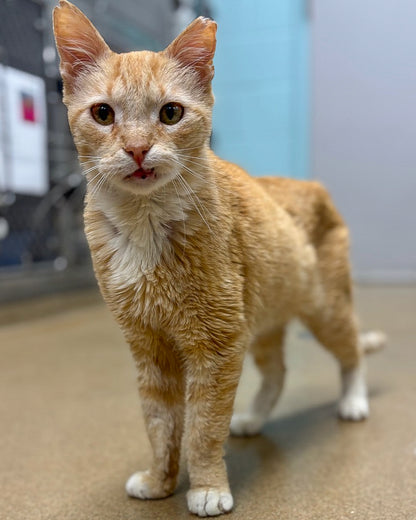 Send Support Packages to Senior Cats