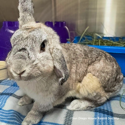 Send Supplies & Goodies To Rescued Bunnies