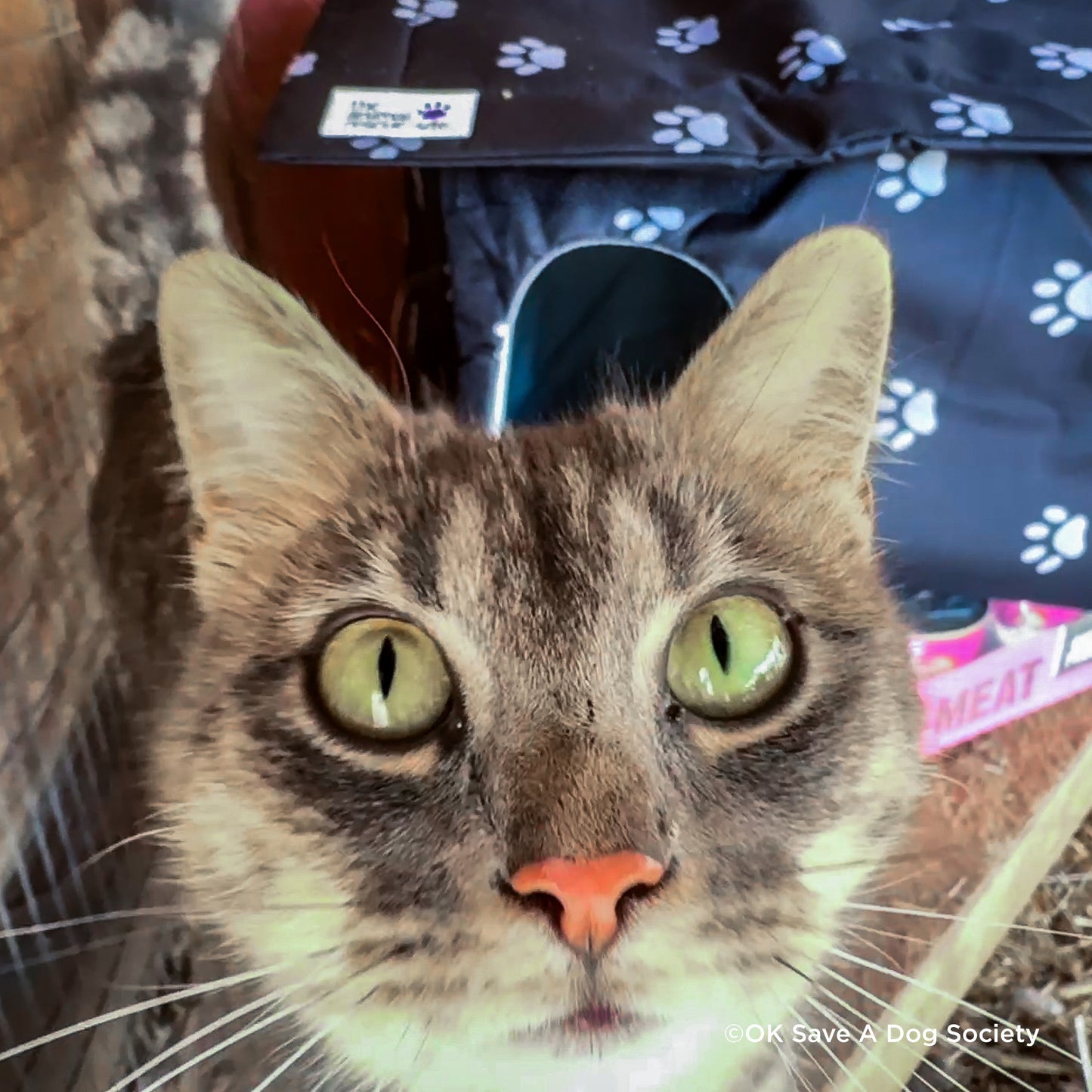 Crazy for Cats: Provide Essentials for Cats & Kittens In Need