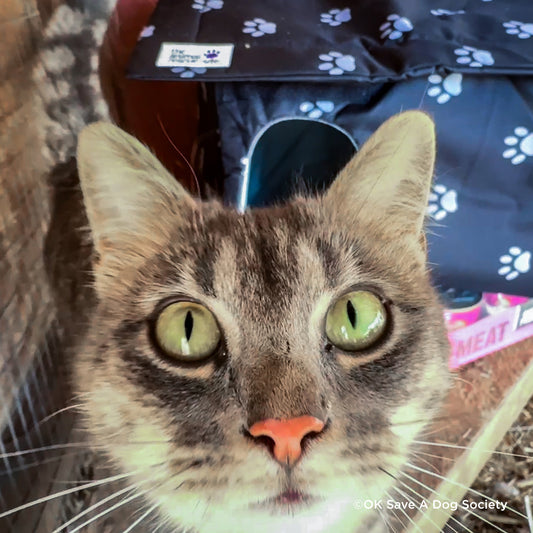 Crazy for Cats: Provide Essentials for Cats & Kittens In Need