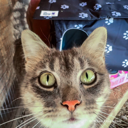 Give Shelter & Supplies to Stray Cats Living in Harsh Conditions