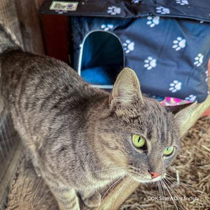 Protect Vulnerable Cats From Extreme Heat