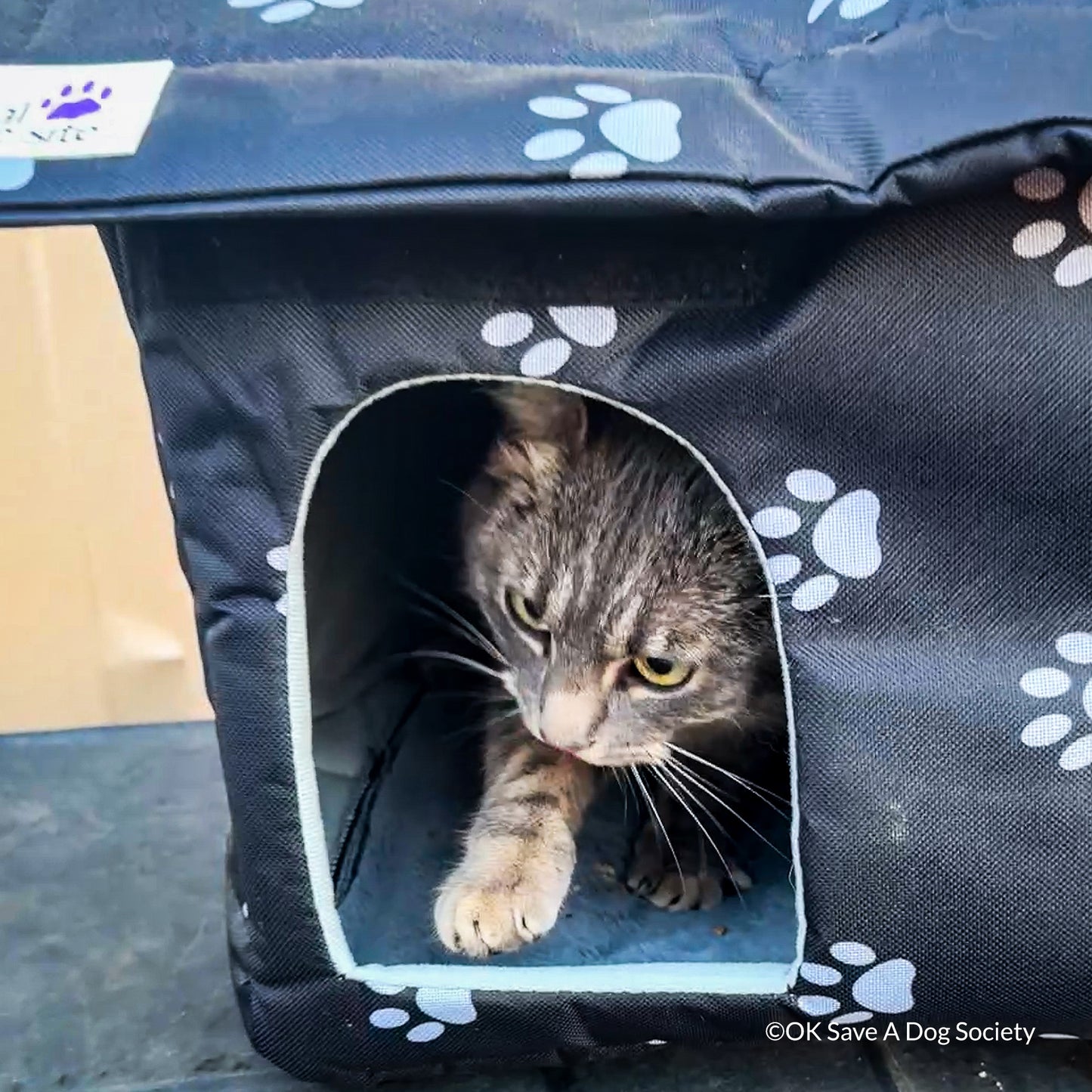 Protect Vulnerable Cats From Extreme Heat