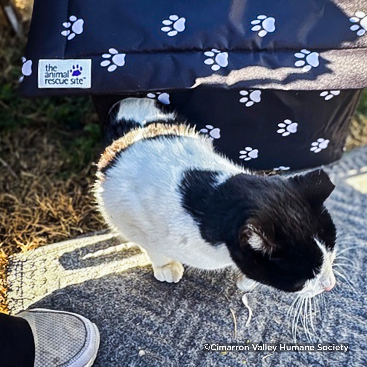 Give Shelter & Supplies to Stray Cats Living in Harsh Conditions