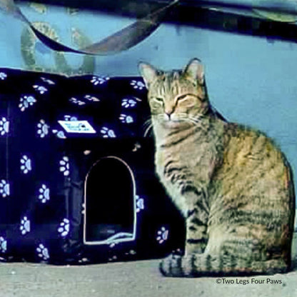 Give Shelter & Supplies to Stray Cats Living in Harsh Conditions