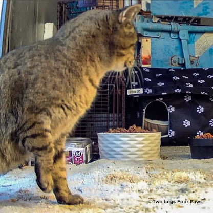 Crazy for Cats: Provide Essentials for Cats & Kittens In Need