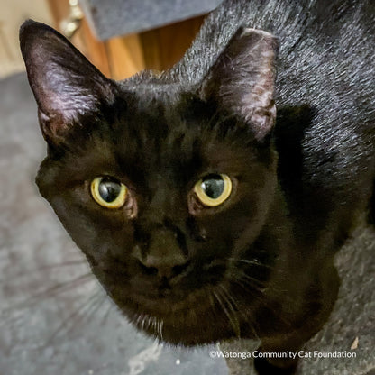 Crazy for Cats: Provide Essentials for Cats & Kittens In Need