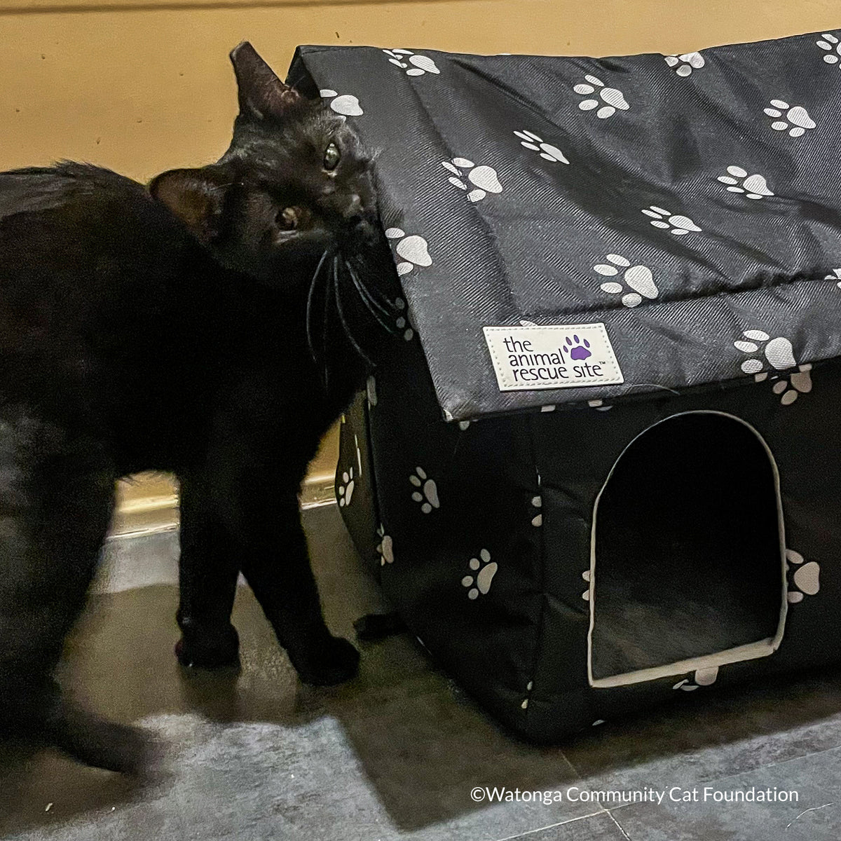 Crazy for Cats: Provide Essentials for Cats & Kittens In Need