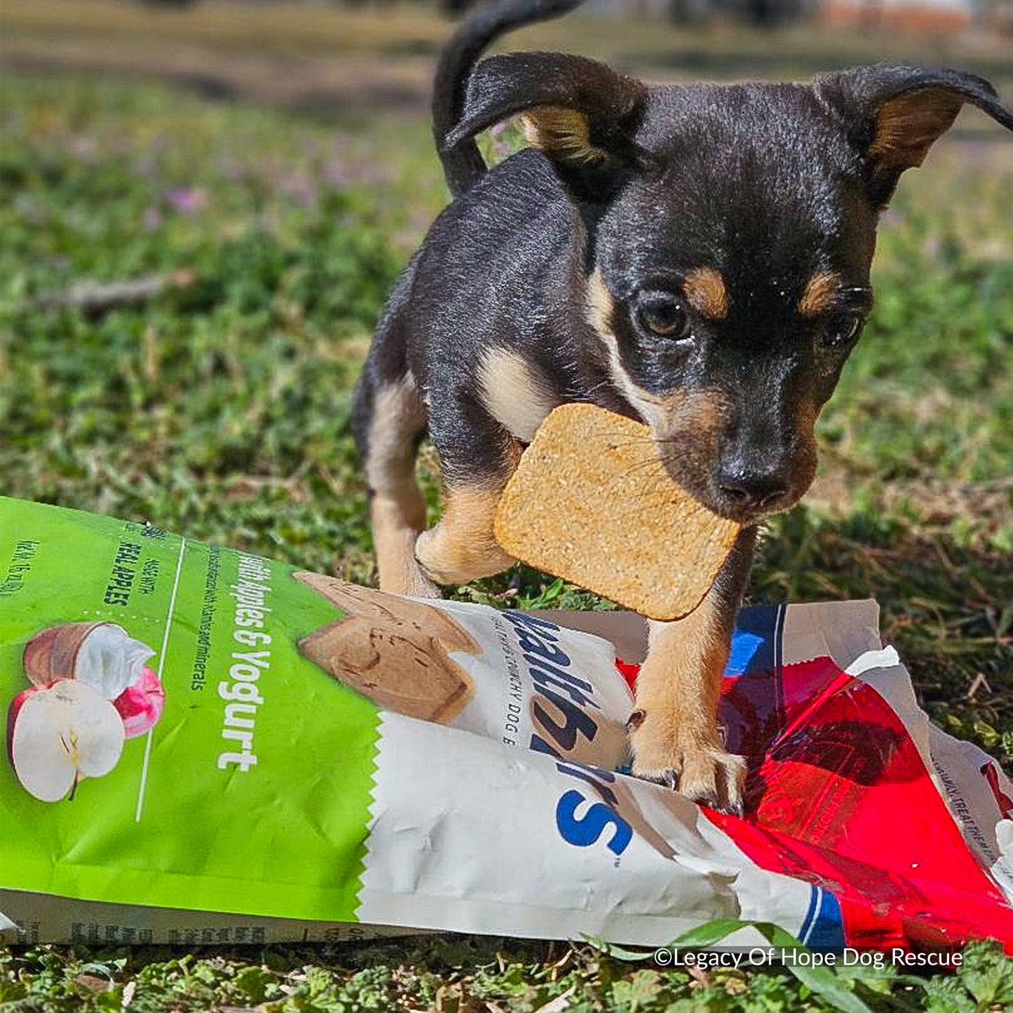 Happy Birthday Animal Rescue Site | Send Presents to Dogs & Cats Benefit Buy
