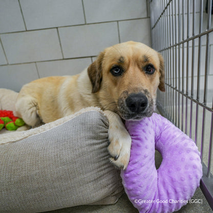Happy Birthday Animal Rescue Site | Send Presents to Dogs & Cats