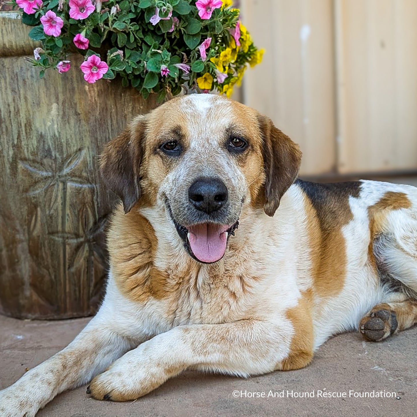 Send Support Packages To Senior Dogs