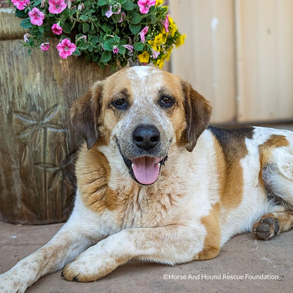 Send Support Packages To Senior Dogs