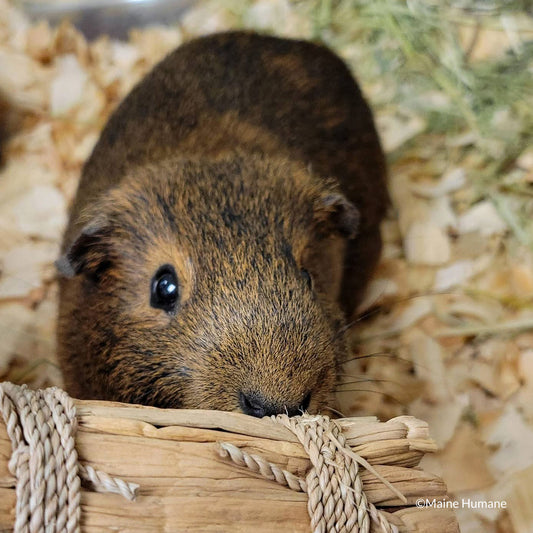 Send Supplies to Hamsters, Guinea Pigs and Other Small Animals