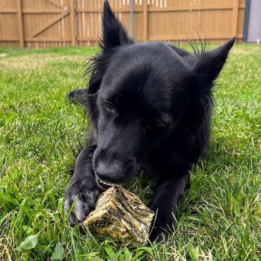 Icelandic Cod Skin Dog Treat - Large 2-inch Cube