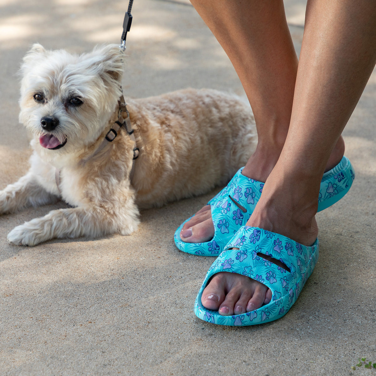 A small fluffy white dog lies on a concrete surface next to a person wearing bright turquoise slide sandals with a blue floral pattern. The dog is also wearing a harness and leash.