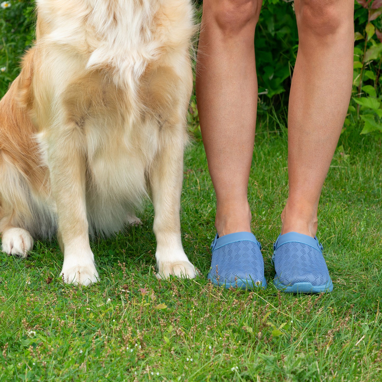 A person wearing blue slip-on clogs standing on green grass next to a golden retriever dog outdoors.