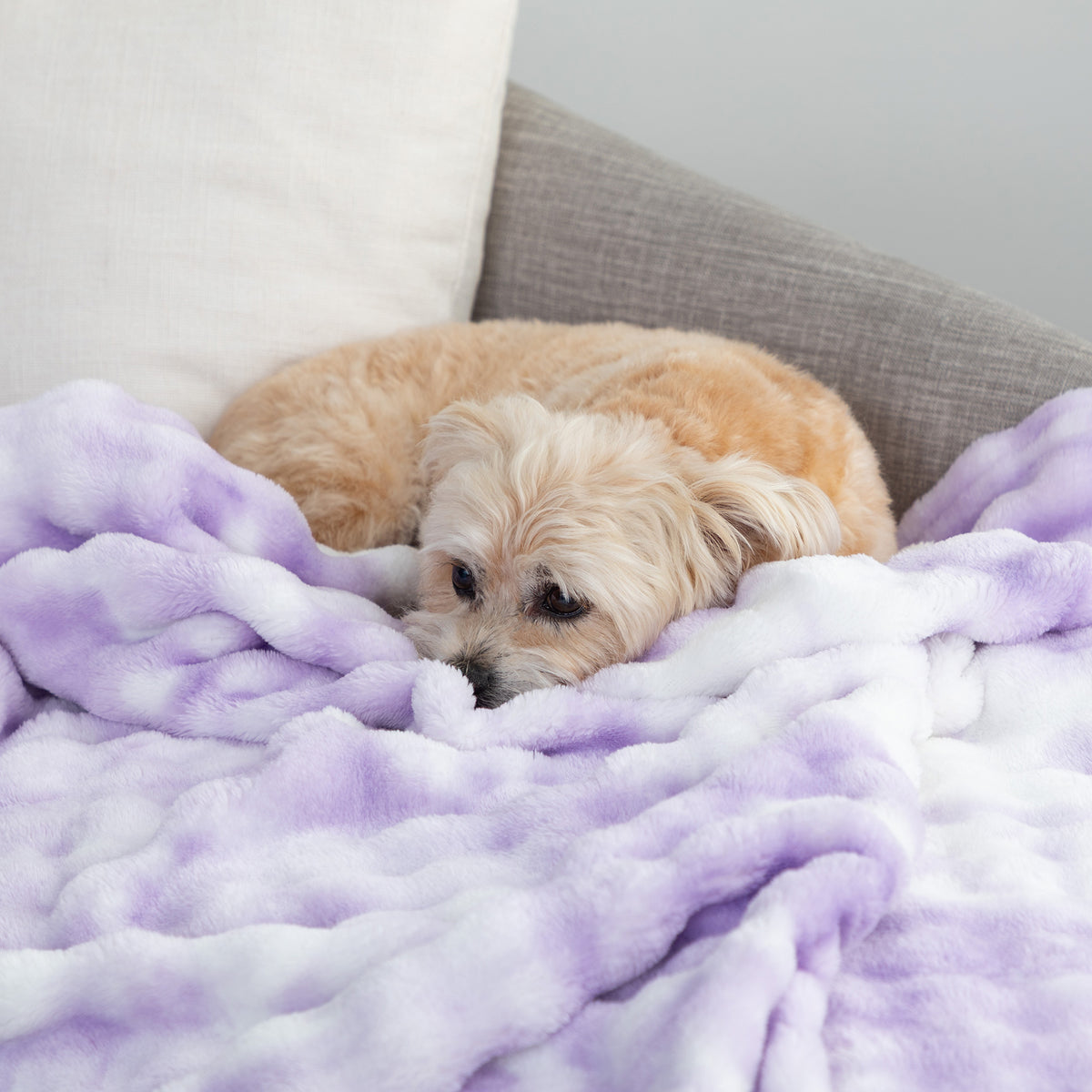 A small fluffy dog rests on a plush lavender and white blanket draped over a gray sofa with a white pillow in the background.