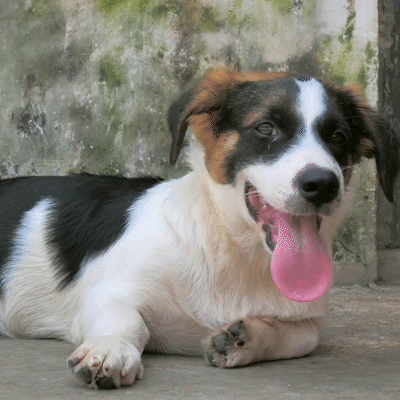 Send Critical Relief to Protect Pets of the Homeless During Summer Heat