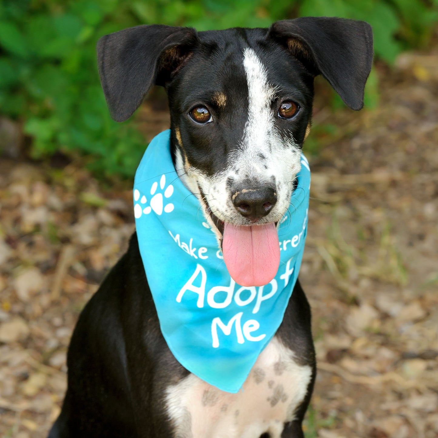 Encourage Adoption By Sending Bandanas & Vests to Furry Friends