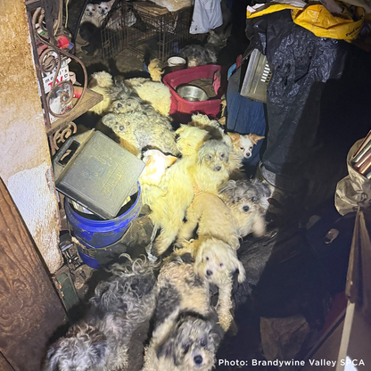 153 Animals Rescued From Hoarding Horrors Are Now Fighting for Their Lives