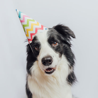 Happy Birthday Animal Rescue Site | Send Presents to Dogs & Cats Benefit Buy