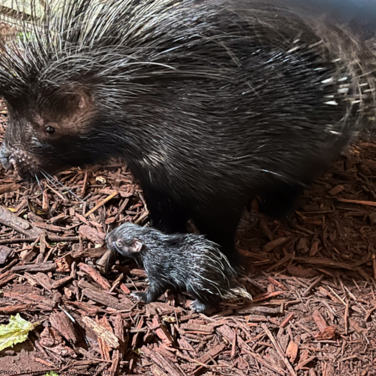 URGENT: Help Wildlife Affected By Recent Hurricanes