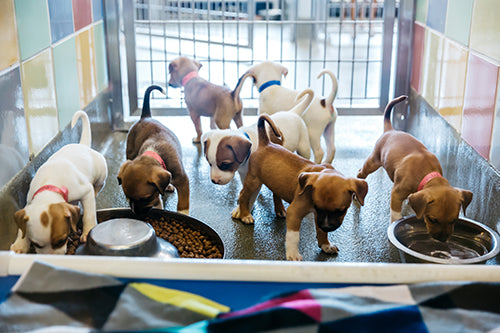 4-paws-4-rescue-611 | GreaterGood