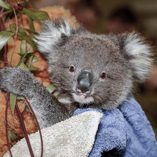 URGENT: Bushfires Ravage People & Wildlife In Australia