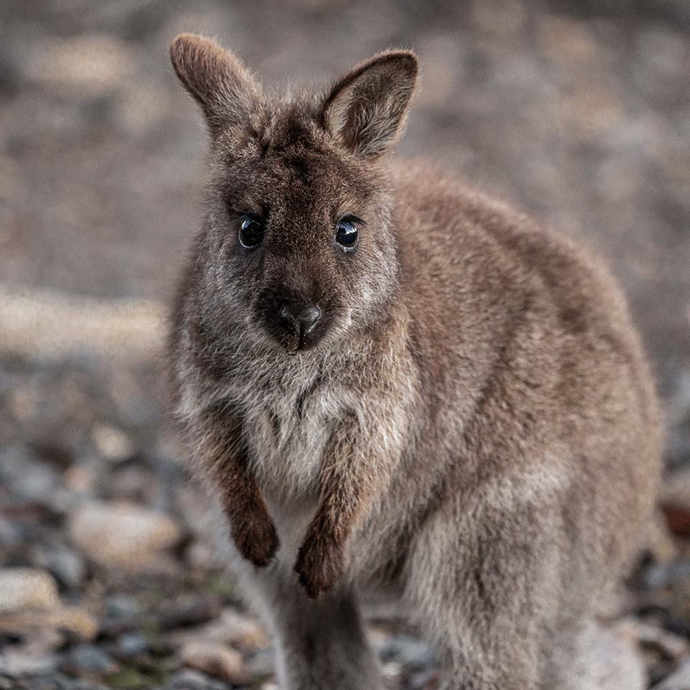 URGENT: Bushfires Ravage People & Wildlife In Australia - HELP NOW