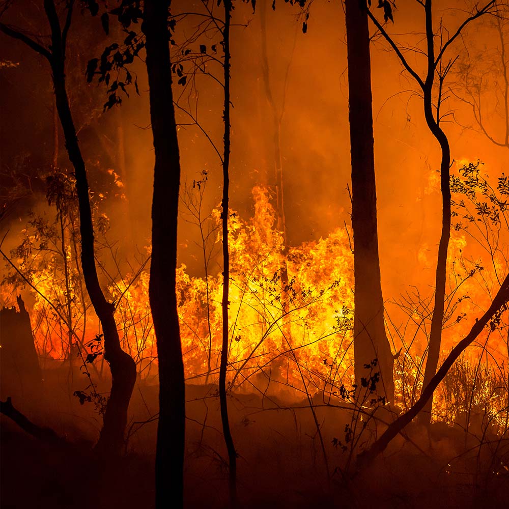URGENT: Bushfires Ravage People & Wildlife In Australia - HELP NOW