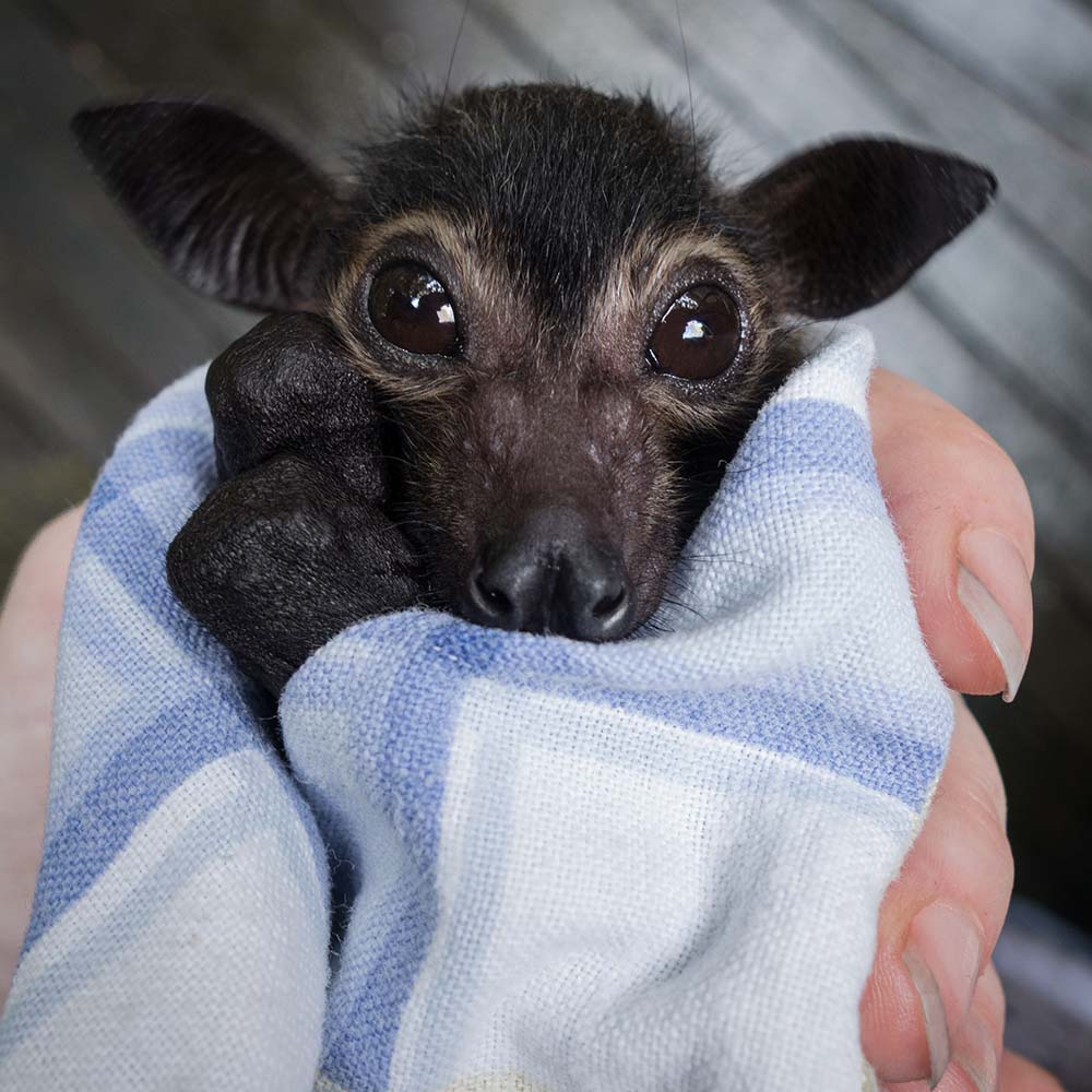 URGENT: Bushfires Ravage People & Wildlife In Australia - HELP NOW