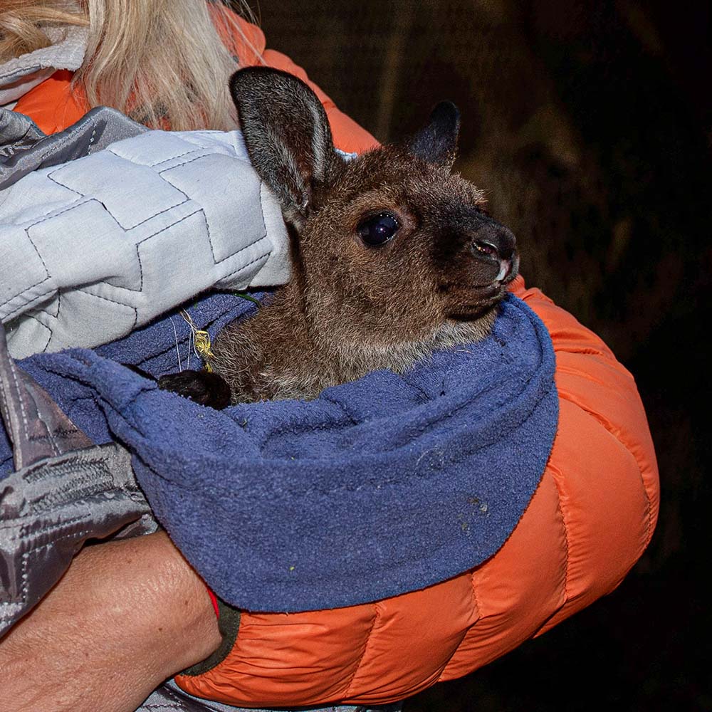 URGENT: Bushfires Ravage People & Wildlife In Australia - HELP NOW