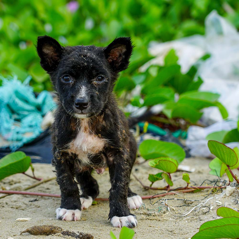 Save Lives and Prevent Suffering With Spay & Neuter