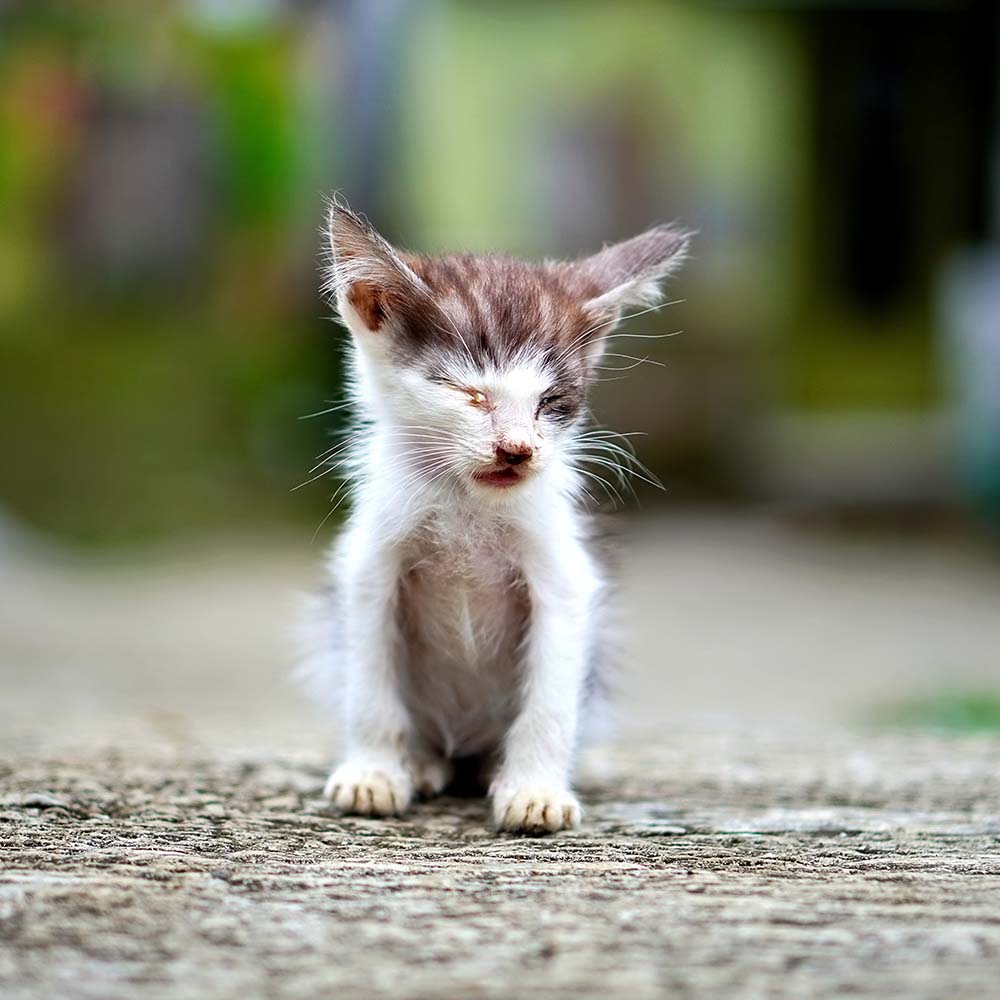 Save Lives and Prevent Suffering With Spay & Neuter