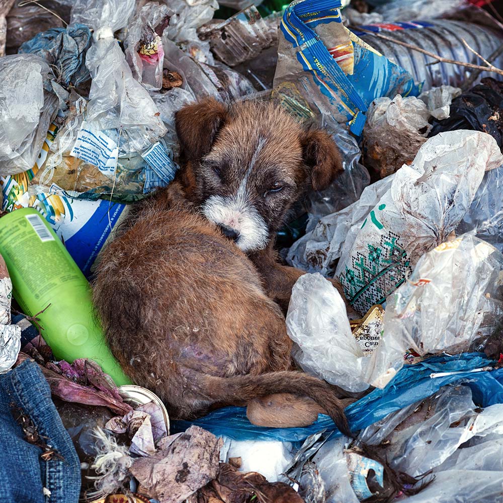 Save Lives and Prevent Suffering With Spay & Neuter