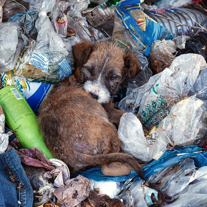 Save Lives and Prevent Suffering With Spay & Neuter