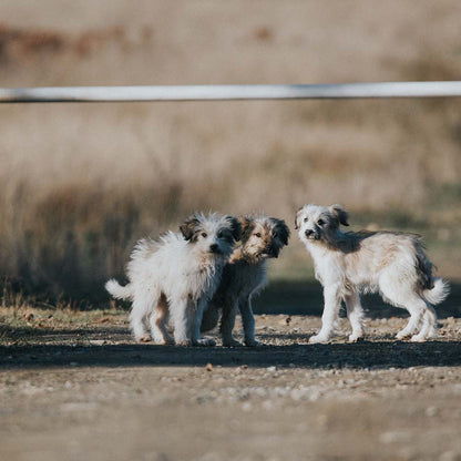 Save Lives and Prevent Suffering With Spay & Neuter