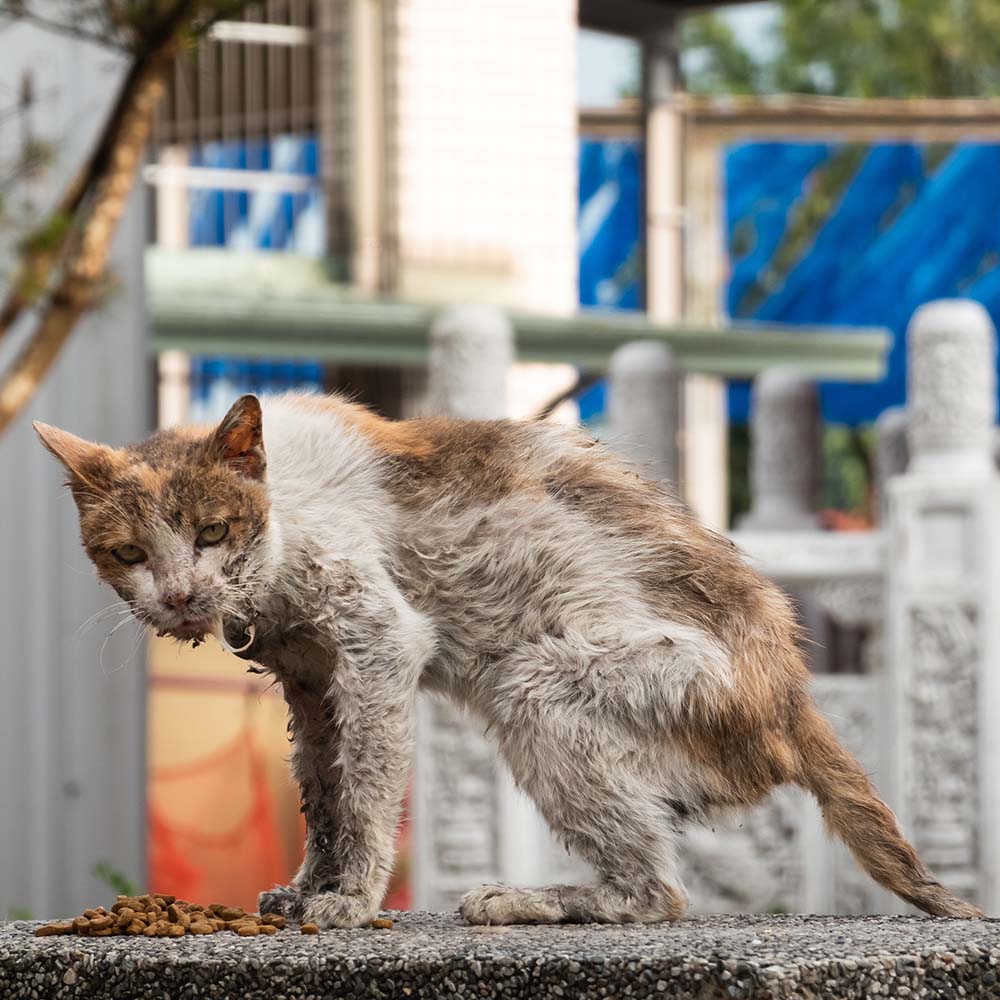 Save Lives and Prevent Suffering With Spay & Neuter