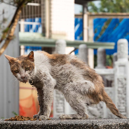 Save Lives and Prevent Suffering With Spay & Neuter