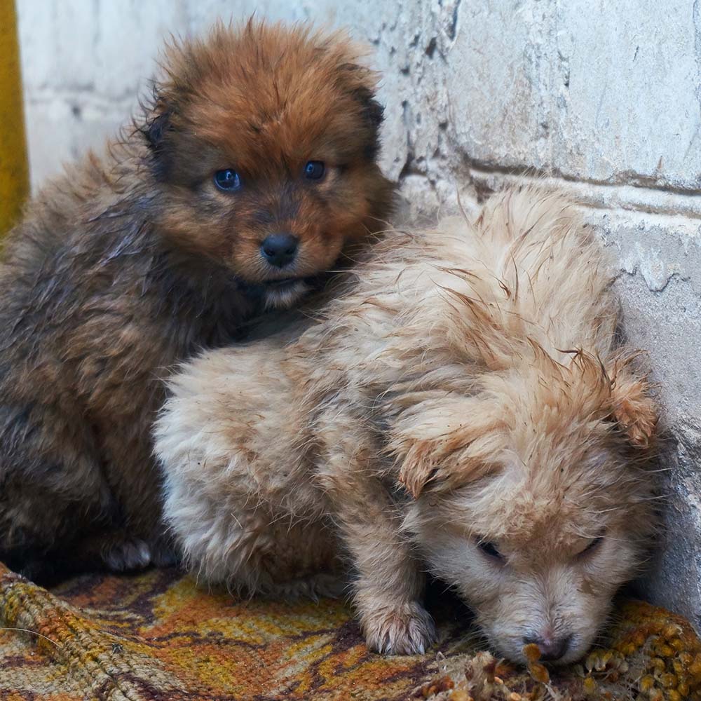 Save Lives and Prevent Suffering With Spay & Neuter