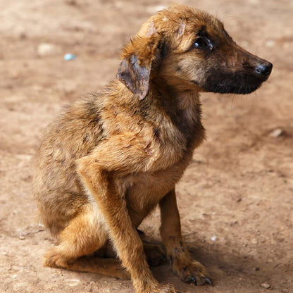 Save Lives and Prevent Suffering With Spay & Neuter