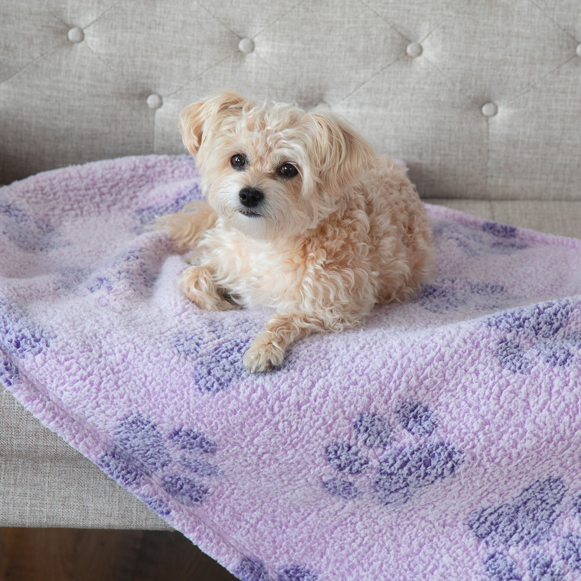 A small fluffy cream-colored dog lies on a soft lavender fleece blanket with purple paw prints, placed on a beige upholstered sofa.