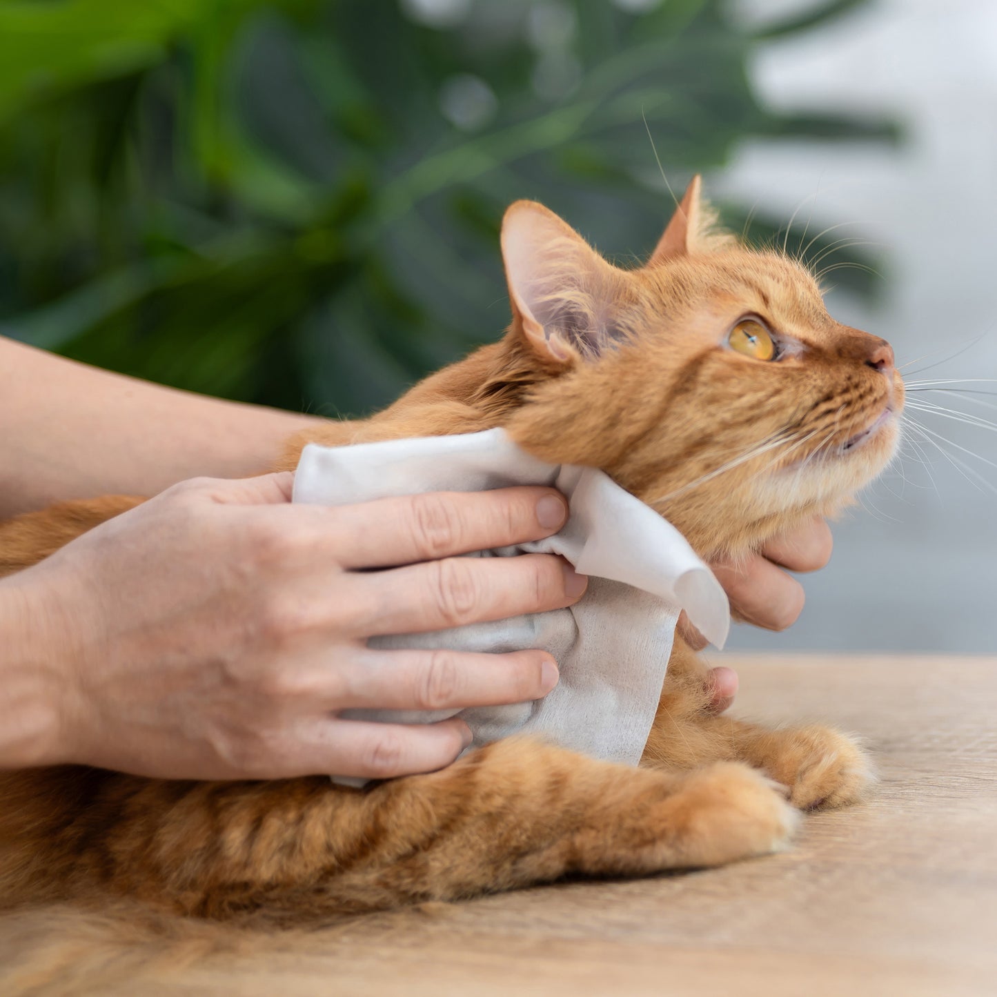 Ready For Adoption: Provide Essential Grooming Supplies to Save Pets' Lives