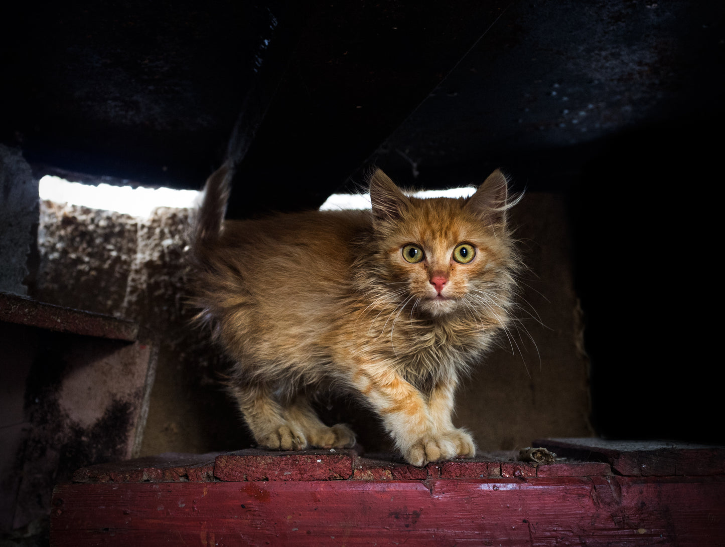 Disaster in the South: Help People and Pet Victims of Wildfires