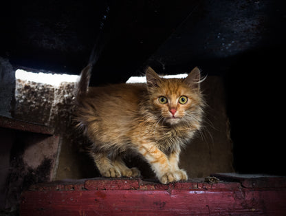 Disaster in the South: Help People and Pet Victims of Wildfires