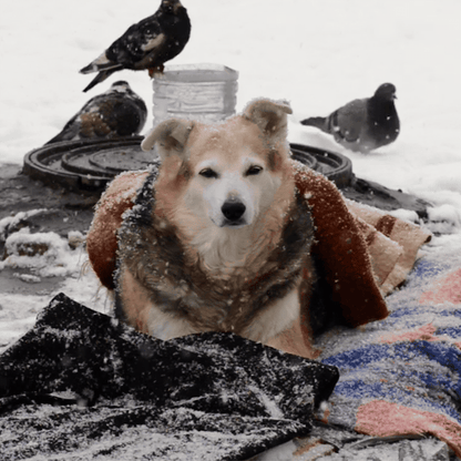Send Desperately Needed Blankets to Homeless and Their Pets Before Winter