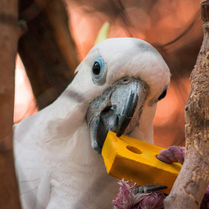 Help Rescued Exotic Birds By Sending Supplies