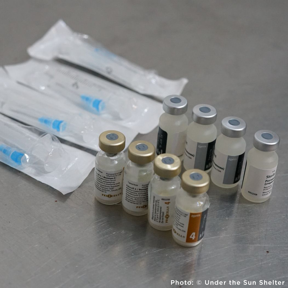 Send Medication to Protect Hundreds of Dogs from Deadly Illnesses