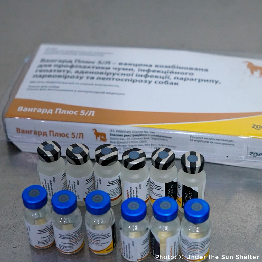 Send Medication to Protect Hundreds of Dogs from Deadly Illnesses