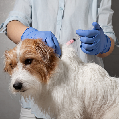 Send Medication to Protect Hundreds of Dogs from Deadly Illnesses